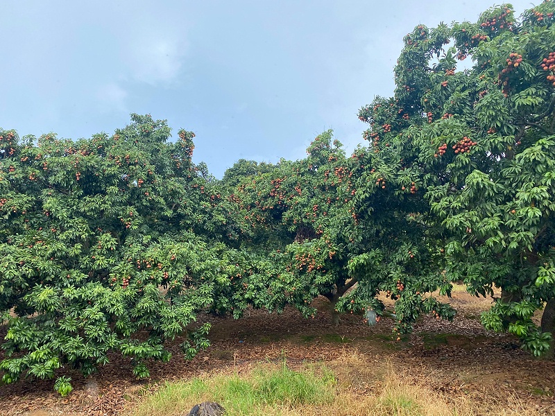 縣yl23411֯ժ֦